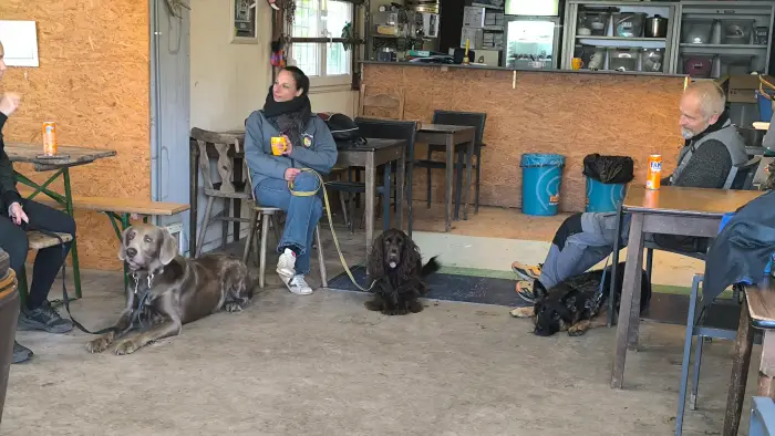 chien sociable après le cours d'éducation canine à engis chiens couchés ensemble