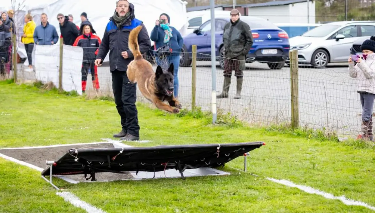 chien au pied Éducateur canin CECH avec chien